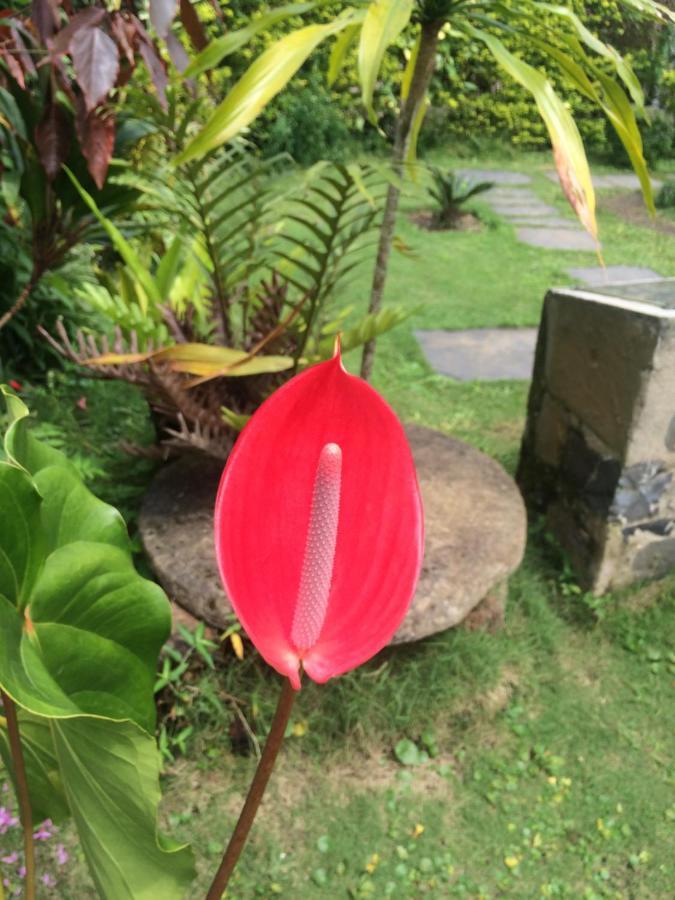 Roca Saudade Guest House Trindade Ngoại thất bức ảnh