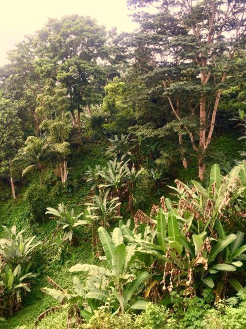 Roca Saudade Guest House Trindade Ngoại thất bức ảnh